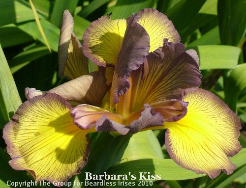 Barbara's Kiss